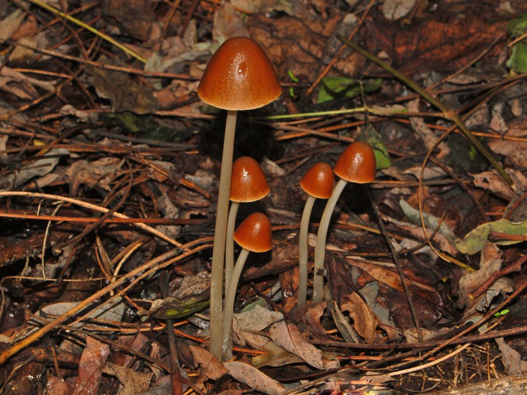 Psathyrella conopilus